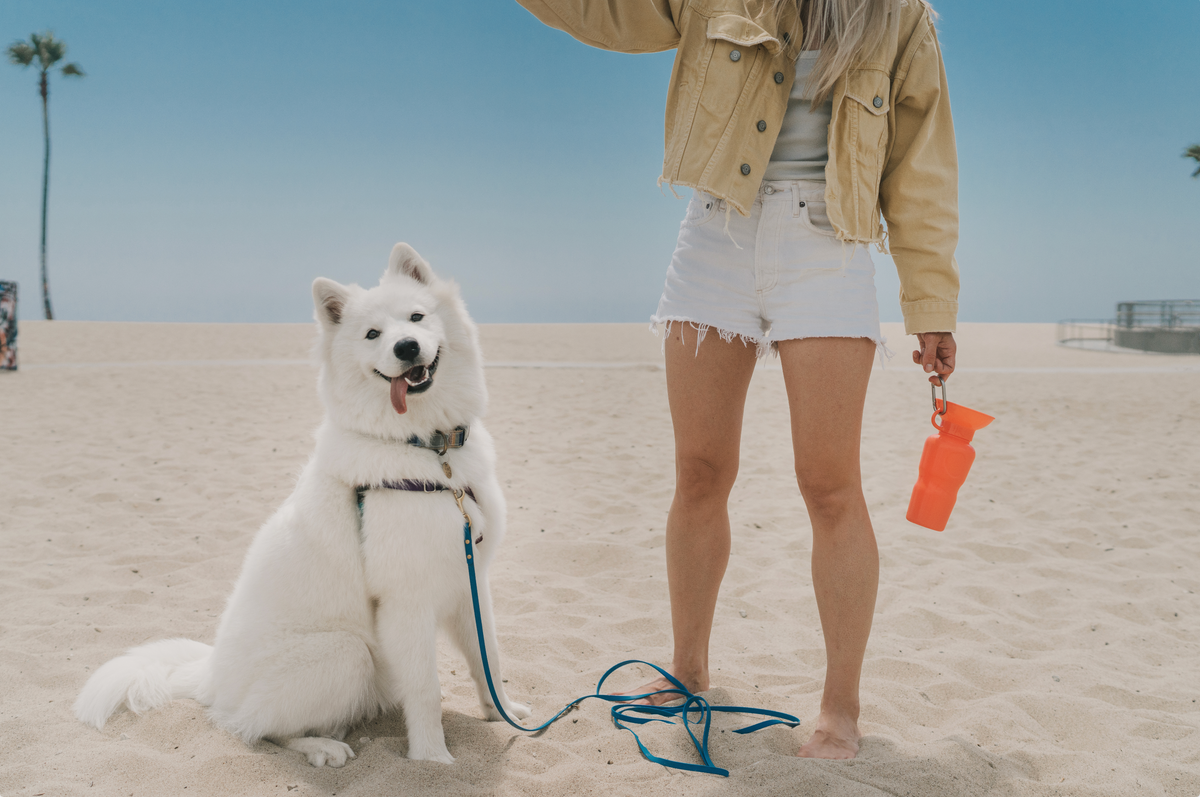 Stijlvol onderweg en op bestemming: reistips voor baas en hond