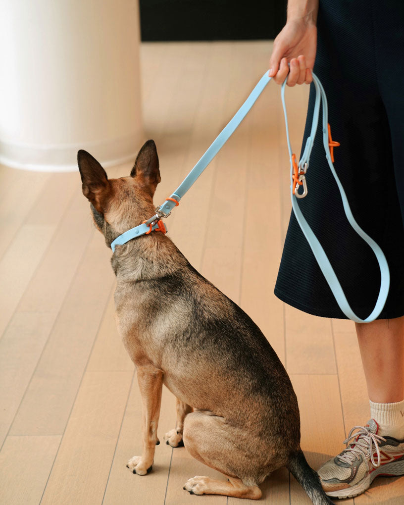 Leash in baby blue & orange