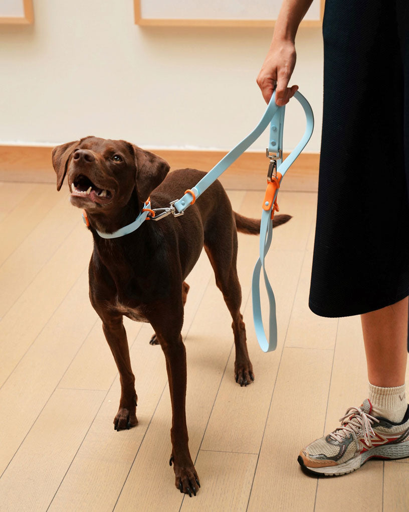 Leash in baby blue & orange