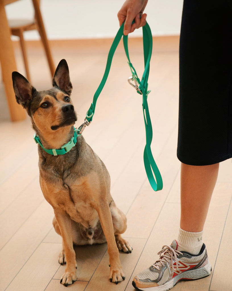 Collar in liberty green