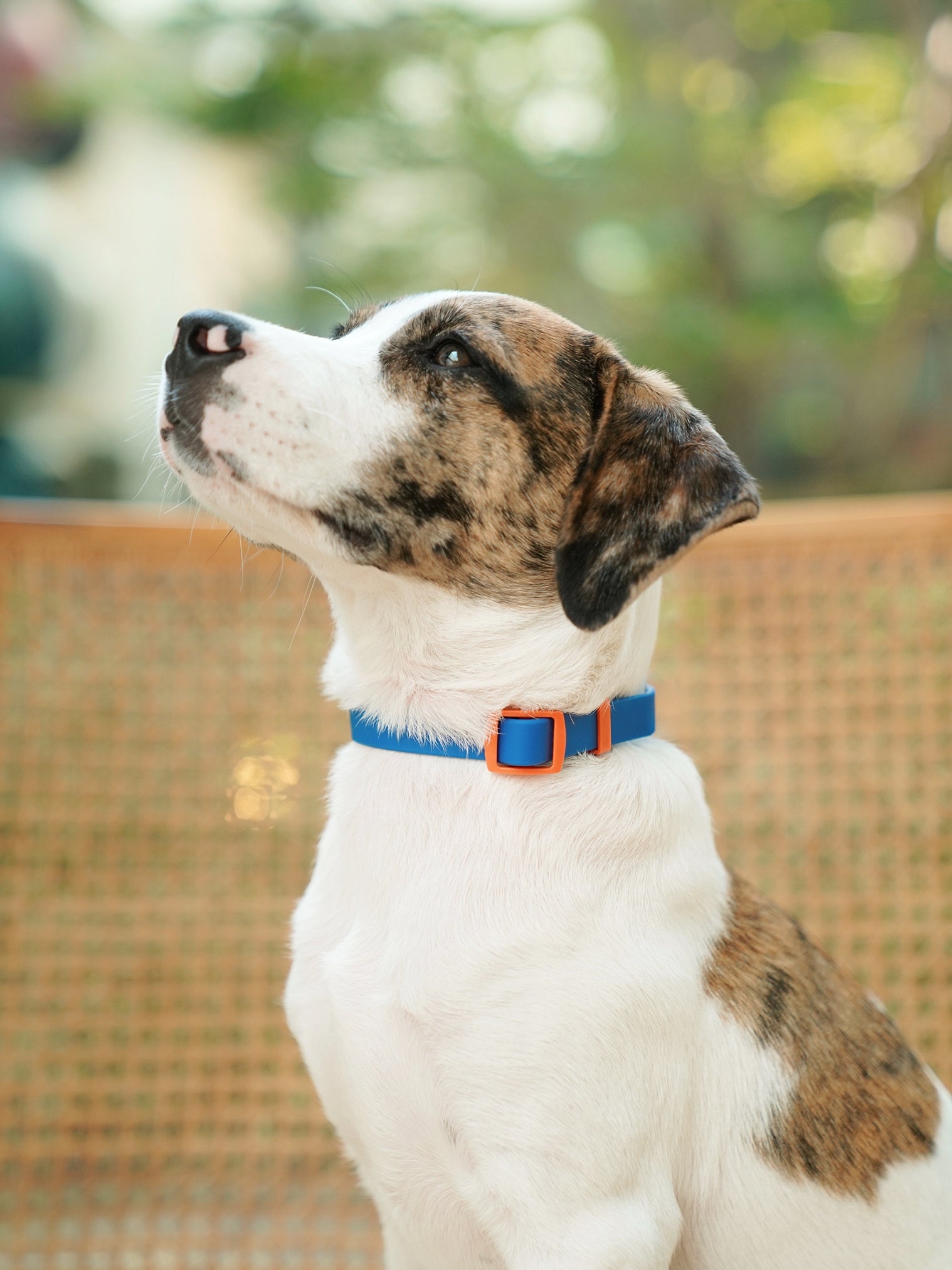 Collar in blue & red