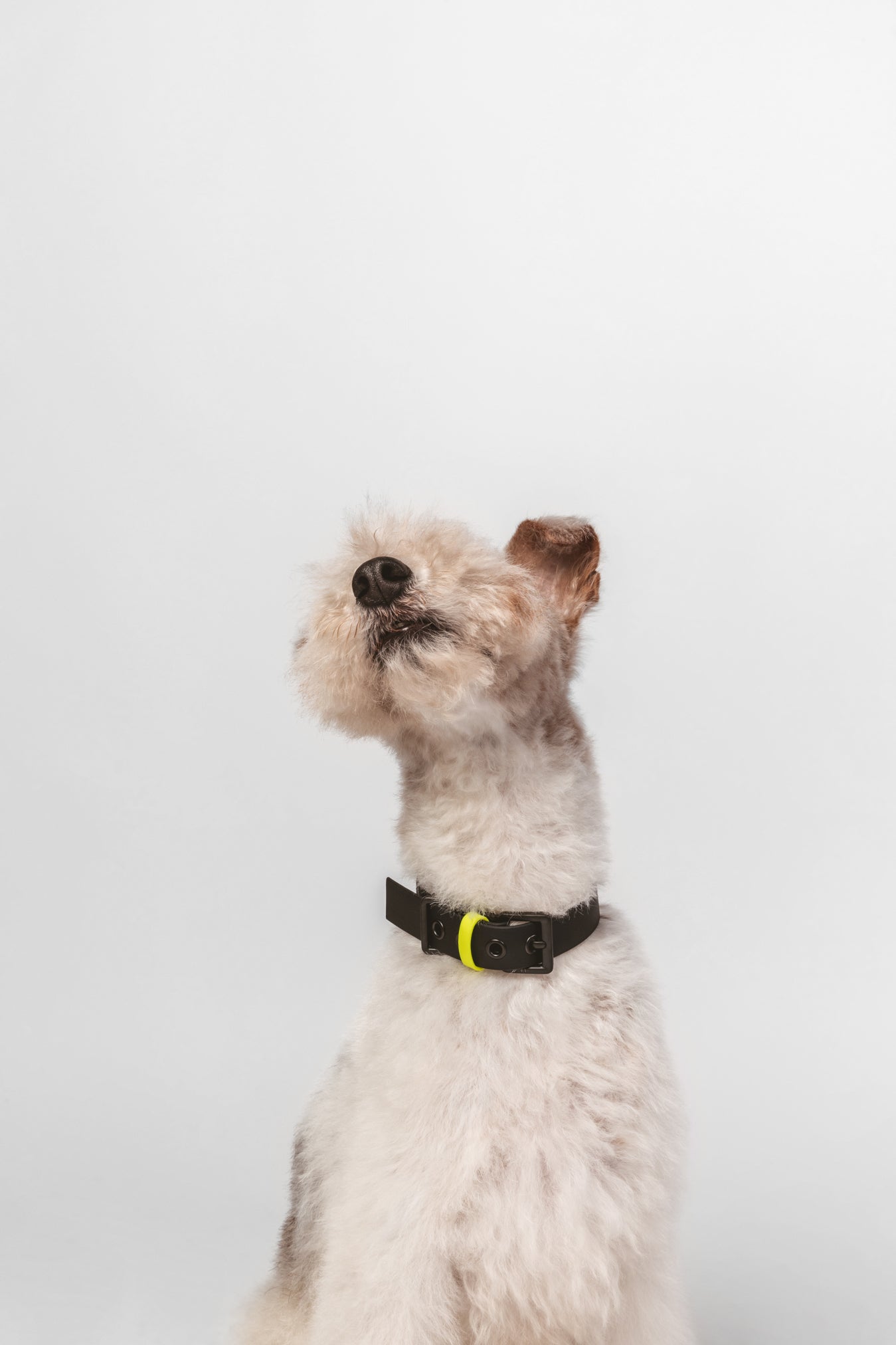 Collar C01 in black