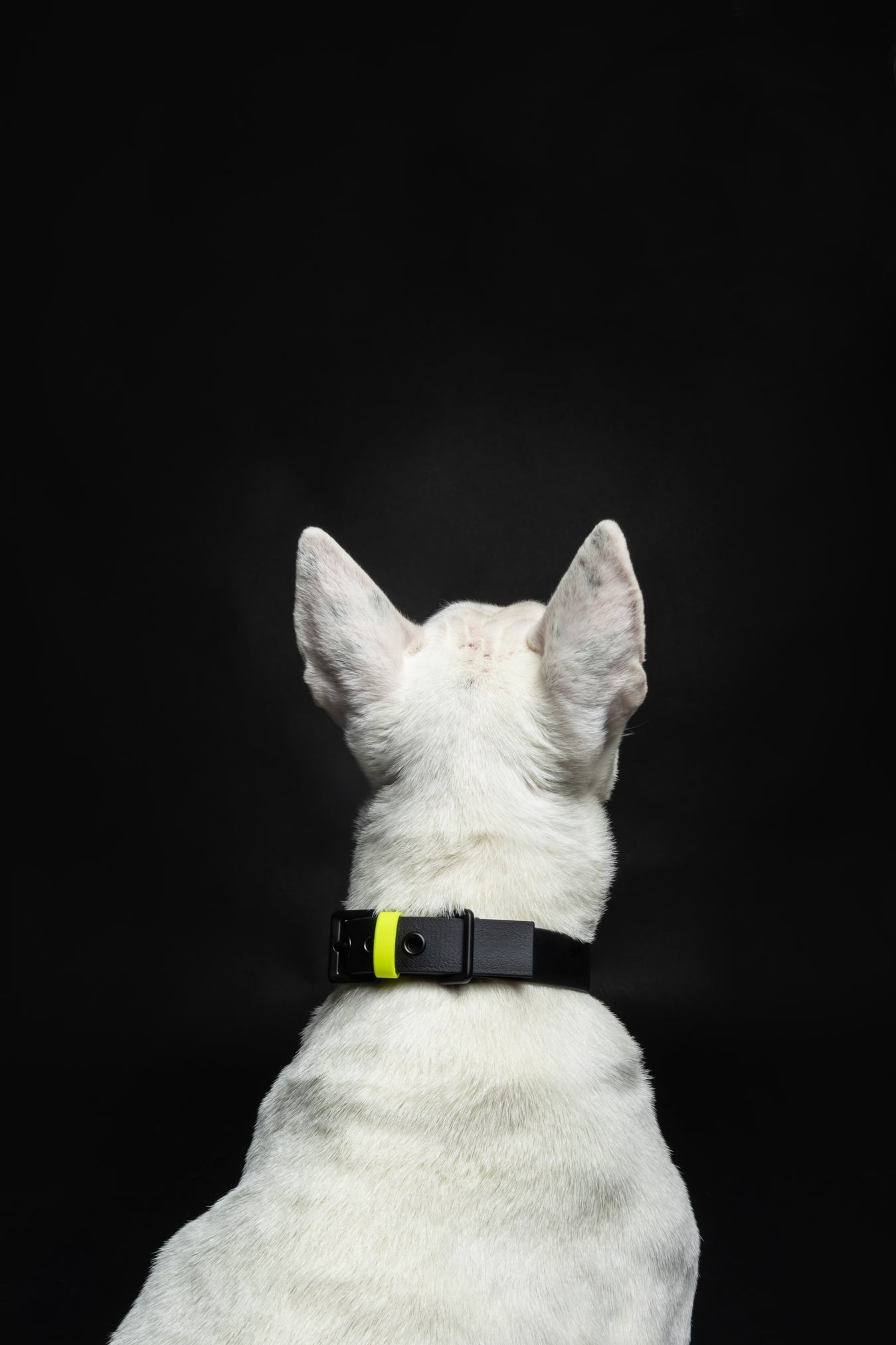 Collar C01 in black