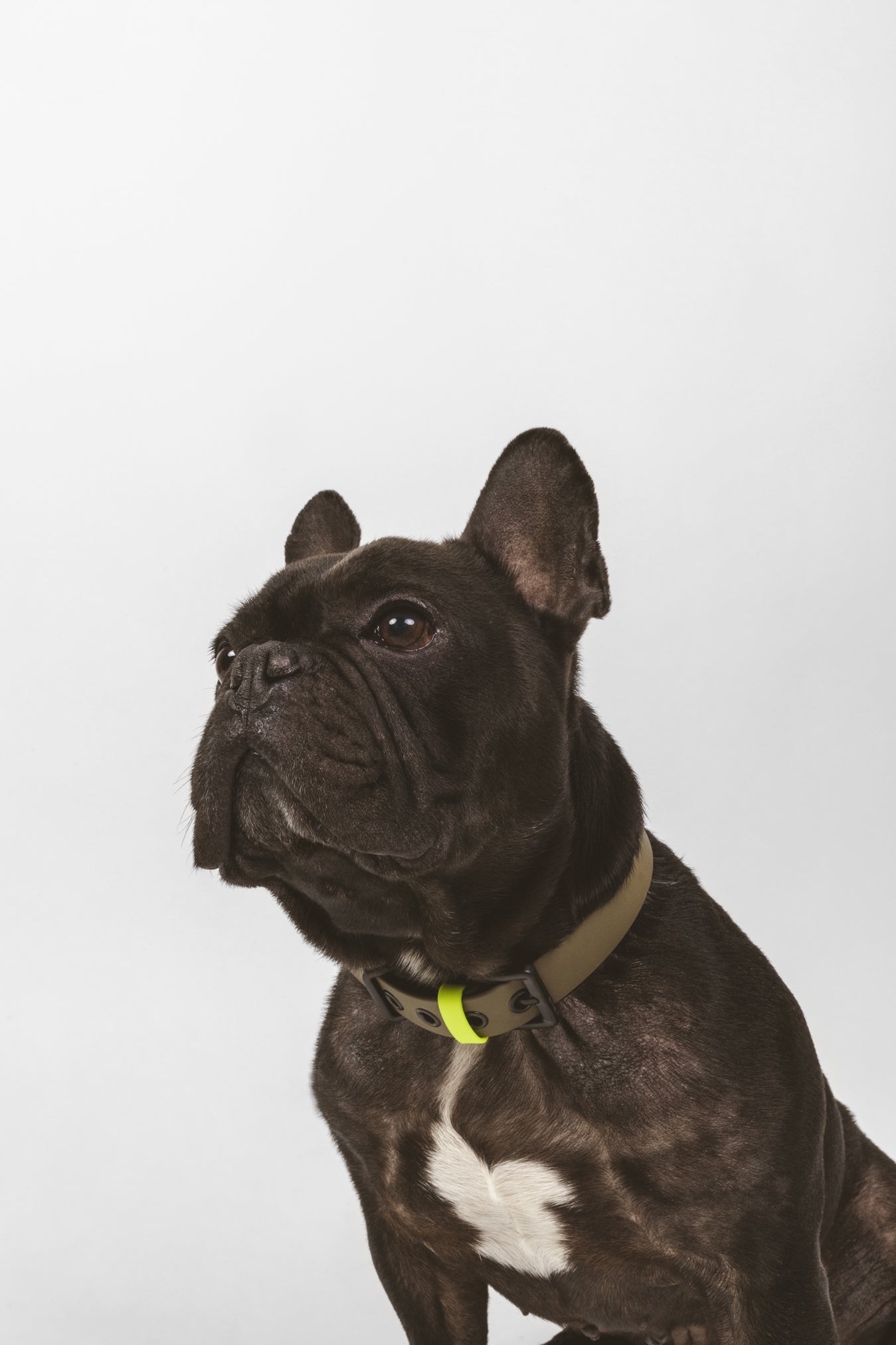 Collar C01 in olive