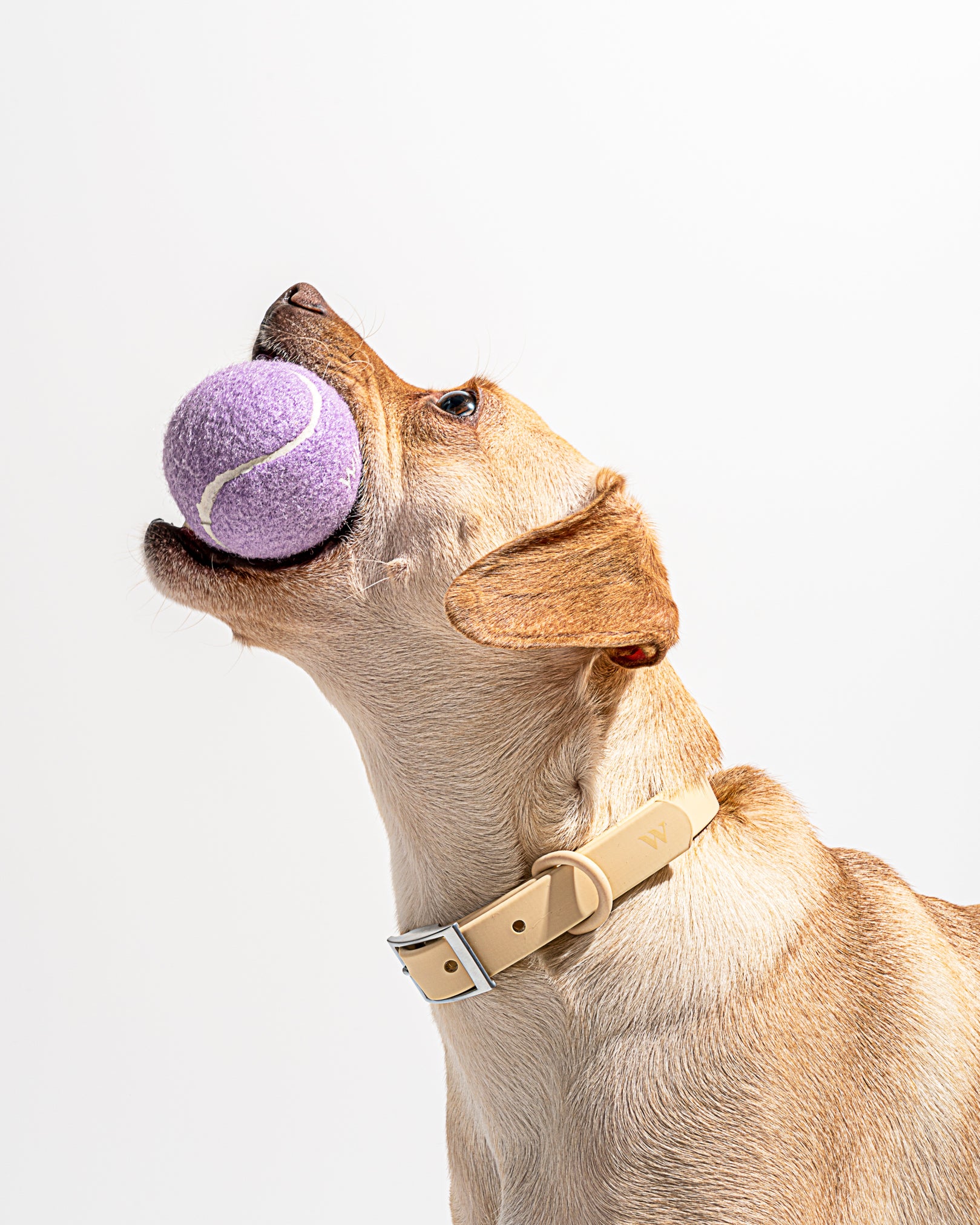 Tennis balls in lilac