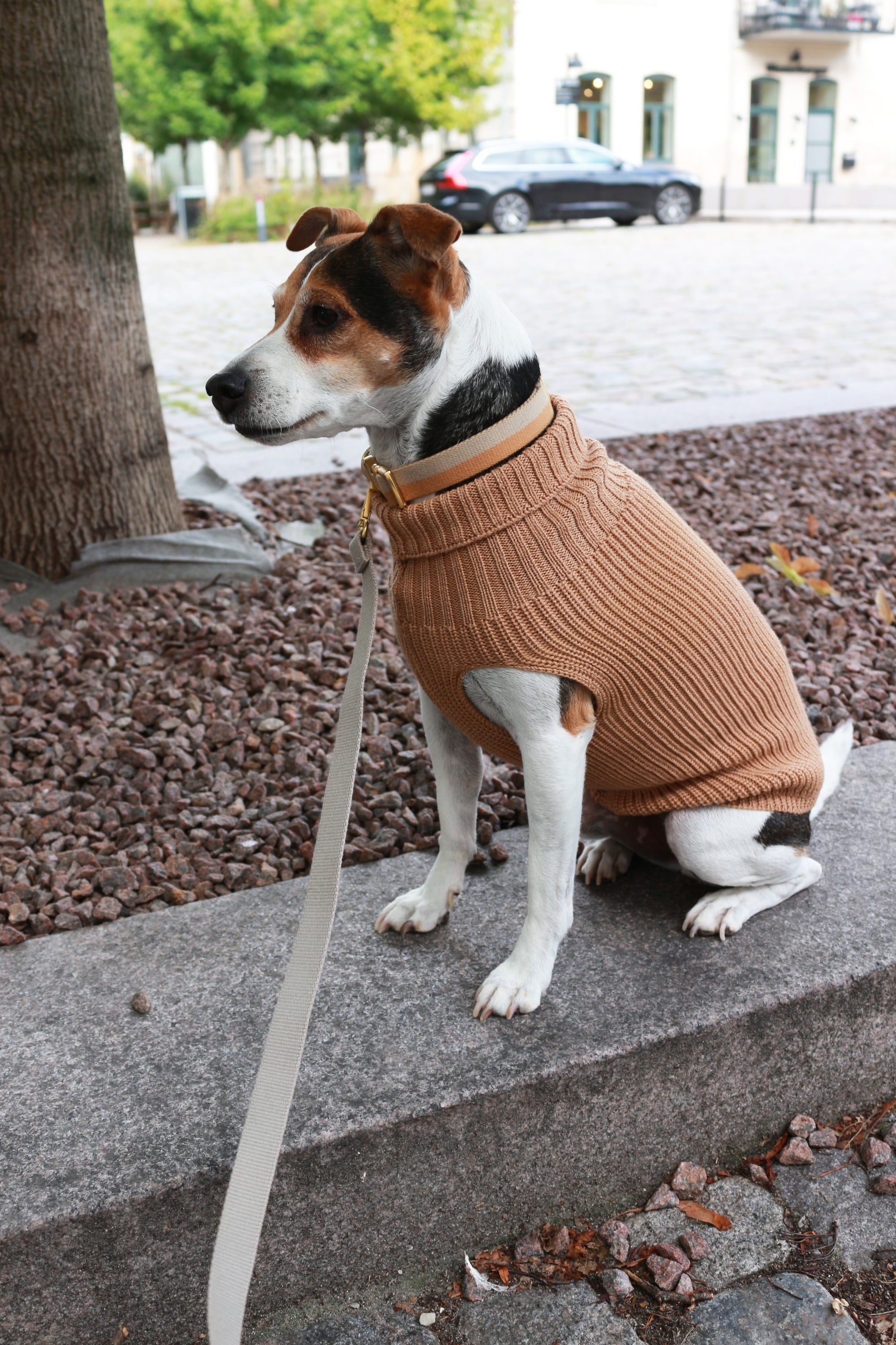 Unisex Wool dog sweater in grey